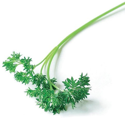 SOWCAN Forest Green Parsley Curled Leaf Seed(100 per packet)