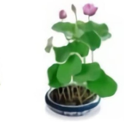 Qualtivate HYB-2A Mini Water Bowl Aquarium Lotus Seed(25 per packet)