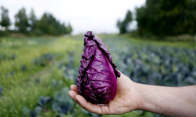 WILLVINE HUA -III Vegetable Red Cabbage Kalibos [2.5g] Seed(750 per packet)