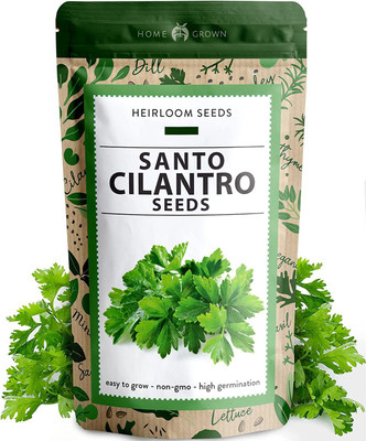 CYBEXIS LXI-56 - Cilantro (Santo) - (750 Seeds) Seed(750 per packet)