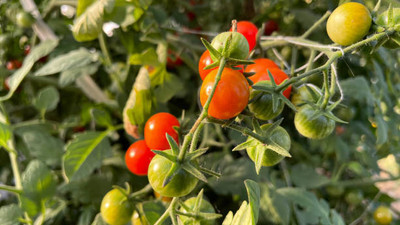 seedargo tomato Seed(60 per packet)