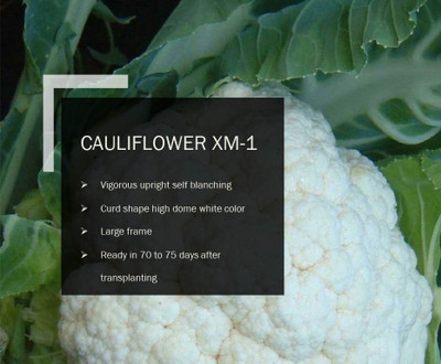 CYBEXIS CAULIFLOWER Seed(2500 per packet)