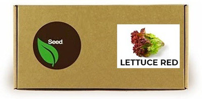 CYBEXIS Red Lettuce1000 Seeds Seed(1000 per packet)