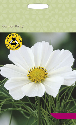 CYBEXIS Flower - Cosmos Gazebo White Seed(50 per packet)