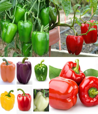 ibains All seasons shimla mirch seeds shimla mirchi beez 37 Seed(37 per packet)