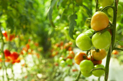 URRO tomato Seed(115 per packet)