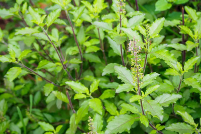 SUNWAN Organic Holy Basil (Tulsi) Seed(50 per packet)
