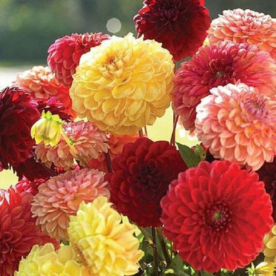 Pbevergreen Dhalia Seed(105 per packet)