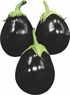 ENINE Round Purple Brinjal Bengan F1 Hybrid Beej 150 Seeds GG2 Seed(150 per packet)