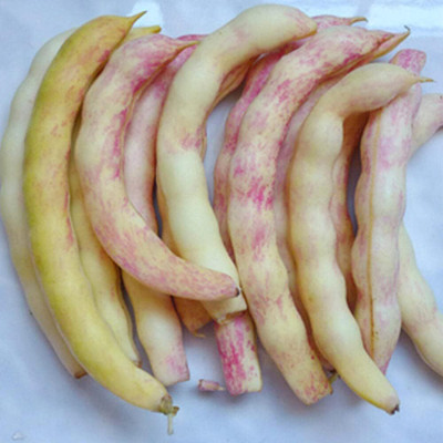 KNESSiN IHS-16 Colorful Beans Seed(150 per packet)