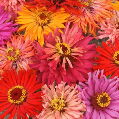 CYBEXIS LX-64 - Cactus Mix Zinnia - (30 Seeds) Seed(30 per packet)
