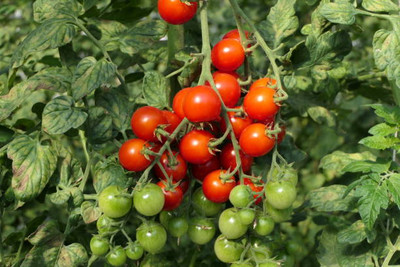 LJL Traders tomato Seed(115 per packet)