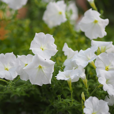 CYBEXIS ATS-67 - Petunia White - (60 Seeds) Seed(60 per packet)