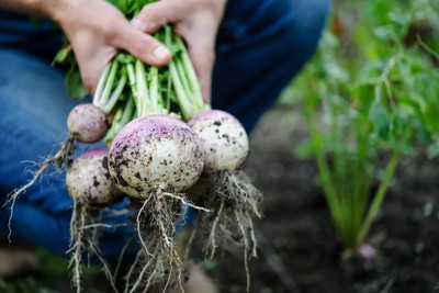 Quentova White Purple Ball Turnip/Shalgam-VOX-6X Seed(300 per packet)