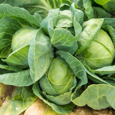wequality Organic cabbage seeds/cabbage seeds 32 Seed(32 per packet)