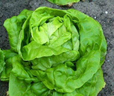 CYBEXIS Seeds of Vegetable Lettuce All Year Round (Lactuca Sativa)2000 Seeds Seed(2000 per packet)