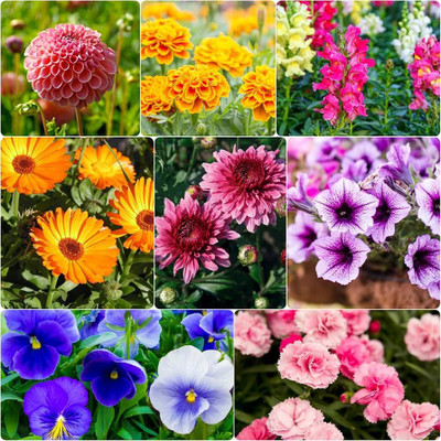 ibains Flower seeds for all seasons Seed(390 per packet)