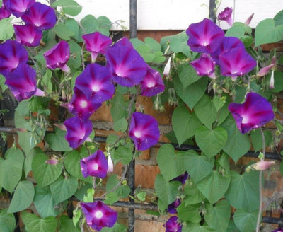 ZIXA Ipomoea purpurea Seed(20 per packet)