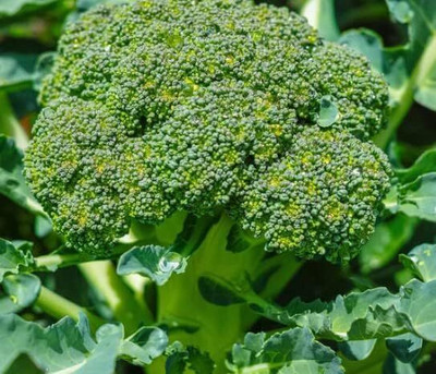 WILLVINE GBPUT -XI Aspabroc Hybrid Broccoli Seeds Easy to Grow [10g] Seed(3000 per packet)