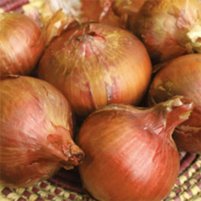 CYBEXIS Orange Onion Seeds1000 Seeds Seed(1000 per packet)