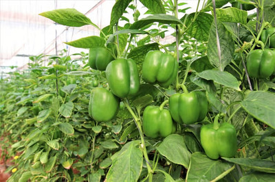 DEYS AGRO ™ shimla mirch hybrid capsicum seeds green Seed(80 per packet)