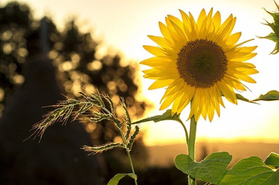 VibeX NDIR-51 - Giant Mammoth Sunflower - (1350 Seeds) Seed(1350 per packet)