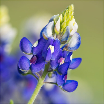 WILLVINE ™ Texas Bluebonnet (Lupinus texenis)-2000 SEEDS Seed(2000 per packet)
