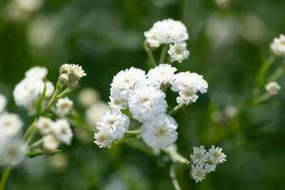 XOLDA Gypsophila flower Seed(33 per packet)