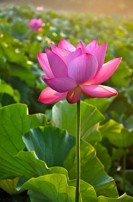Sant Seeds LLP lotus,kamal gatta Seed(11 per packet)