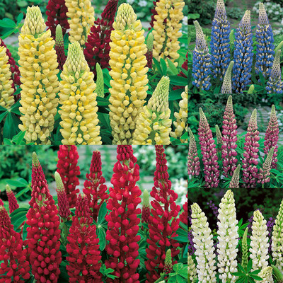 TRICONE Russell Lupin Flower Seed, Dwarf Hybrid Lupinus Polyphyllus 20 Seeds WS20 Seed(20 per packet)