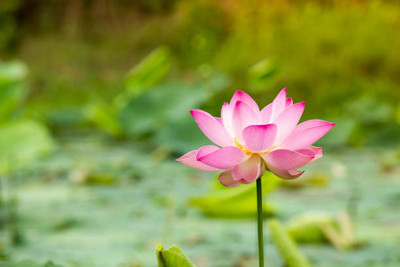 GGE NATURAL ITEM lotus,kamal gatta Seed(11 per packet)