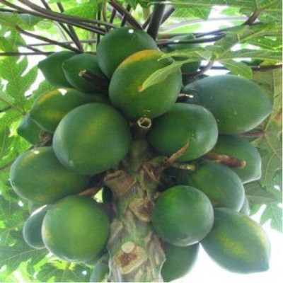 the green dotcom Papaya Selection Seed(25 per packet)