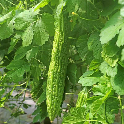 CYBEXIS VXI-70 - Bitter Melon|Bitter Squash Balsam Pear - (300 Seeds) Seed(300 per packet)