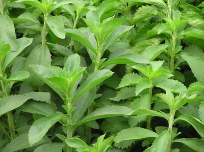 GEZ Organic | Sugarleaf Stevia Herb Plant Seed(30 per packet)