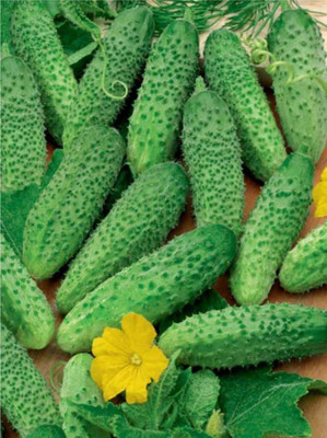 Qualtivate AXL-1AT Cucumber Titus Heirloom for Pickling Seed(300 per packet)