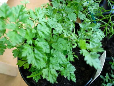 CYBEXIS PAU-28 - Winter Chervil - Lacy Leaves - (2250 Seeds) Seed(2250 per packet)