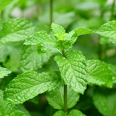 KNESSiN Mint Seed(1250 per packet)