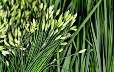CYBEXIS VXI-53 - Chinese Chives - (250 Seeds) Seed(250 per packet)