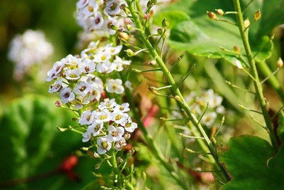 Avysa Sweet Alyssum Flower Seed(50 per packet)