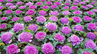 WILLVINE AGRI -X Flowering Kale Mix (Ornamental Cabbage) [2.5g] Seed(750 per packet)