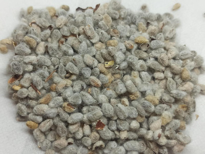 Boomani Cotton Seeds/Paruthi Seeds/Cotton Seed for Farming, paruthi kottai Seed(500 g)