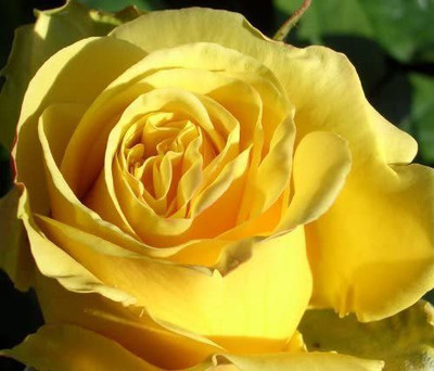 WILLVINE NDIR-310 Yellow Rose Seeds Seed(50 per packet)