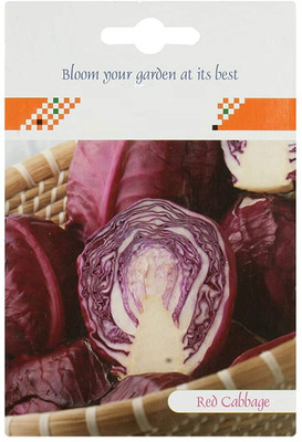 CYBEXIS Red cabbage Hybrid Seeds2000 Seeds Seed(2000 per packet)