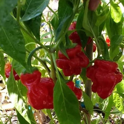 Biosnyg Easy to Grow Red Jamaican Chilli Seeds for Home Gardening-(400 Seeds) Seed(400 per packet)