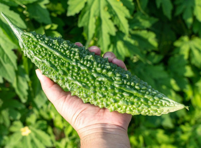 GREENSEA High Yielding Bitter Gourd, Uchchhe, Karela Seed(54 per packet)