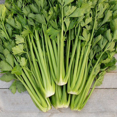 ENTENT TANGO CELERY PLANT Seed(120 per packet)