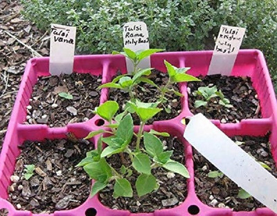KNESSiN Herb Seed(500 per packet)
