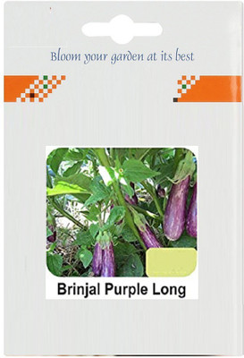 CYBEXIS Brinjal Purple Long1200 Seeds Seed(1200 per packet)