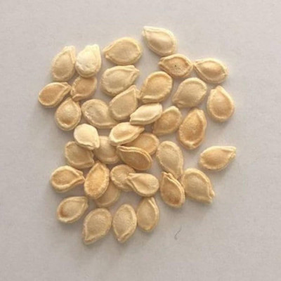 DEYS AGRO ™ ash gourd seeds,ash gourd vegetable plant seeds Seed(60 per packet)