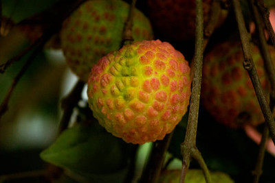 MAA LITCHI,LICHEE,LYCHEE Seed(10 per packet)